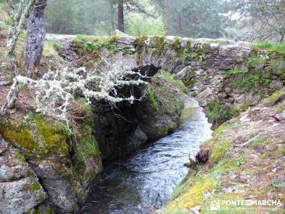 Tejos Milenarios de Valhondillo -Tejos de Rascafría; rutas trekking madrid;foros senderismo